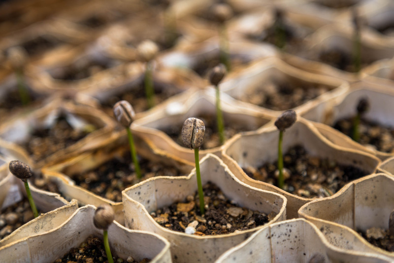 Germinating coffee beans