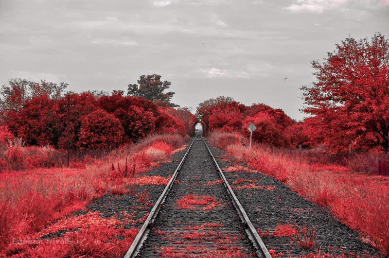 Photo of a railroad with pink vegetation